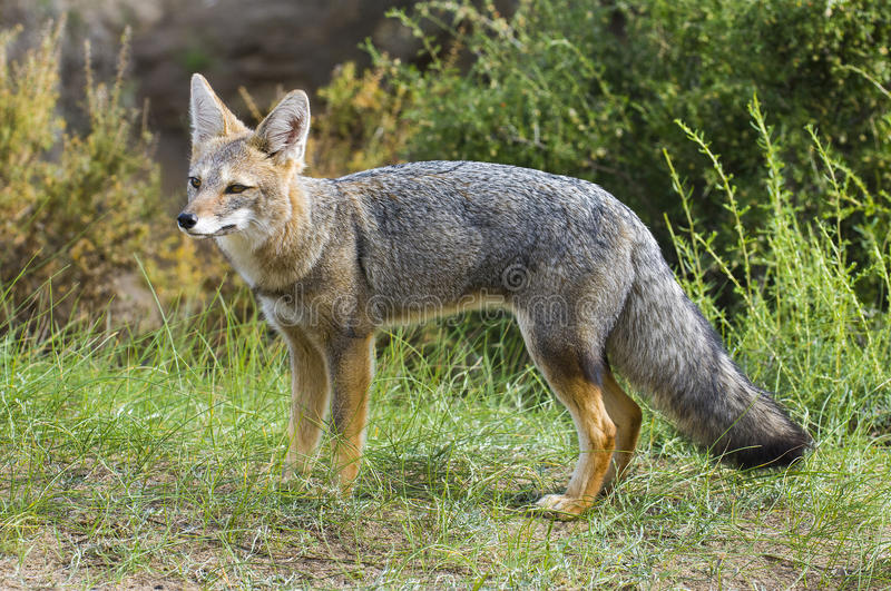 Raposa Cinzenta  na Natureza 