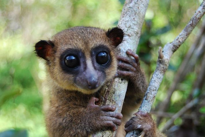 Rosto do Lêmure