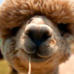 Alpaca