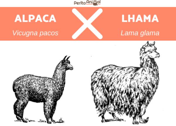 Alpaca X Lhamas 