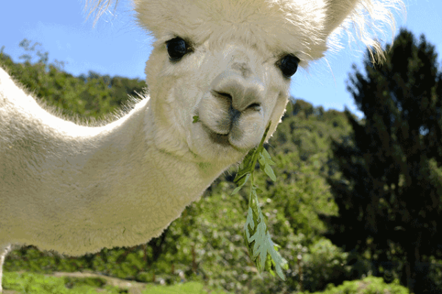 Alpaca de Olho na Câmera 