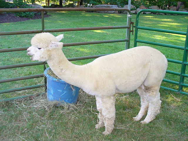 Alpaca no Pasto 