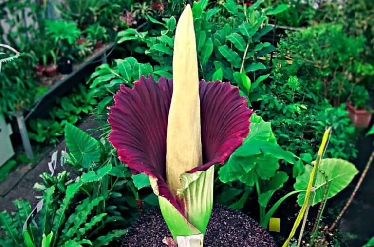 Amorphophallus Titanum 