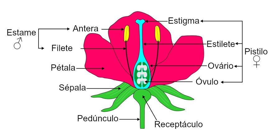 As Partes de Uma Flor 