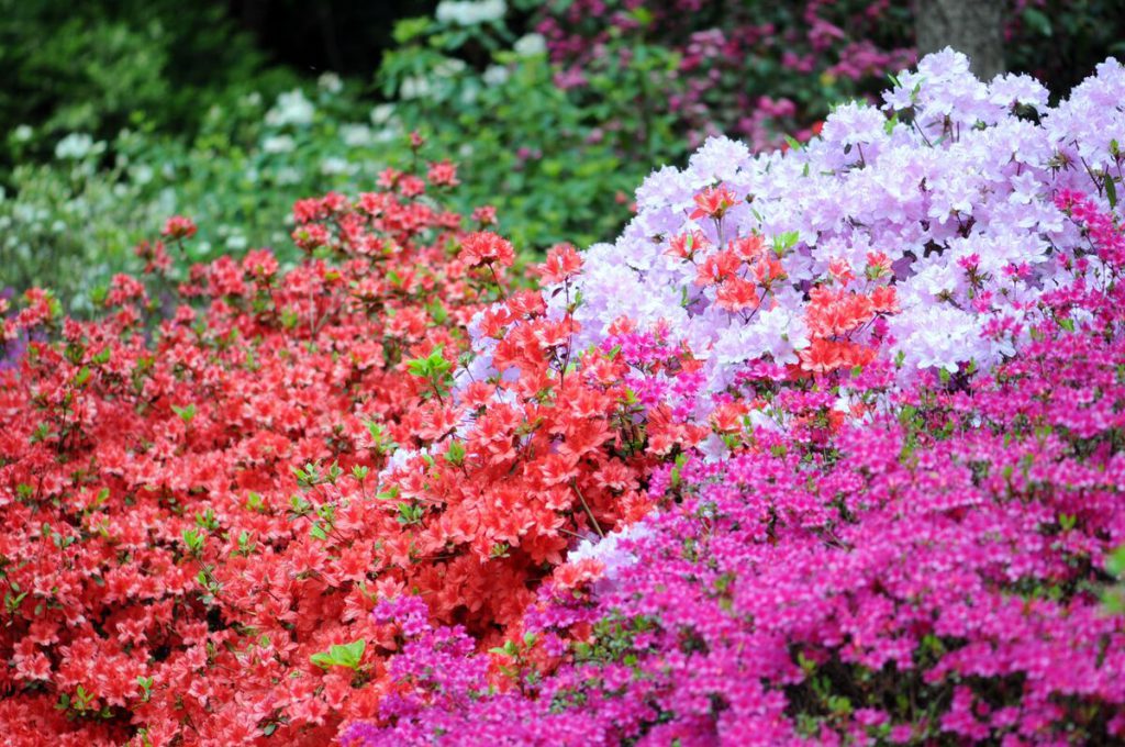 Azaléias Coloridas 