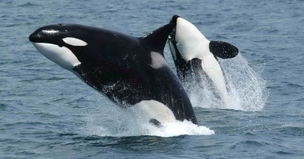 Qual a Diferença entre a Orca e a Baleia?
