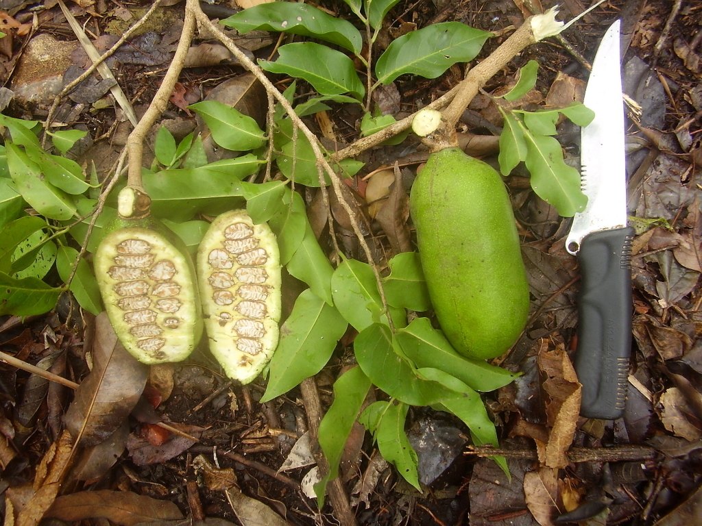 Banana de Macaco 