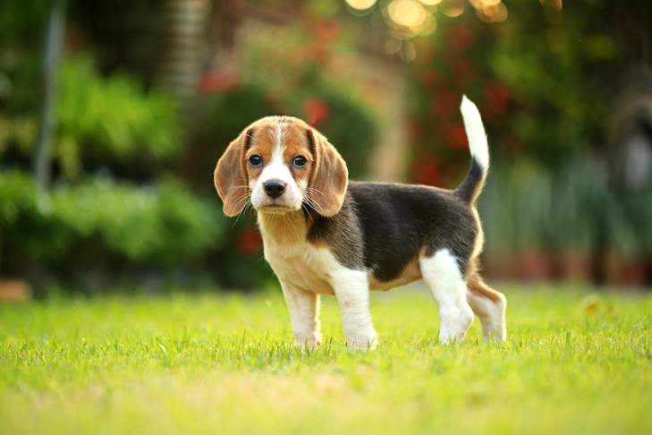 Beagle