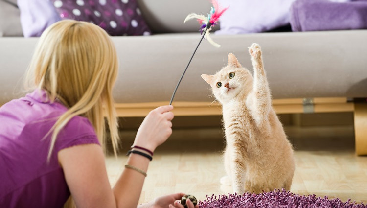 Brincando com o Gato