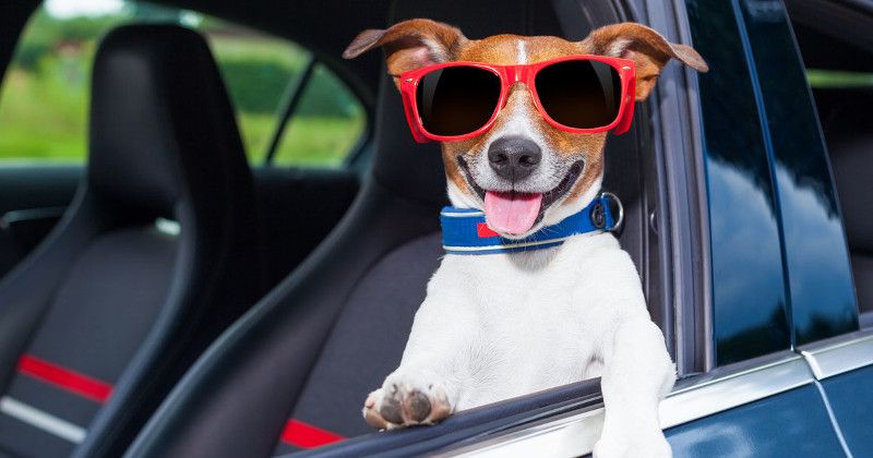 Cachorro na Janela do Carro
