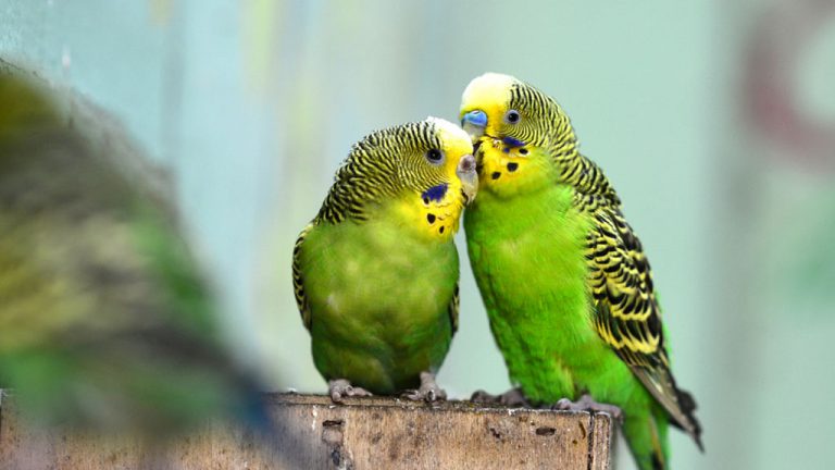 Casal de Periquito Australiano