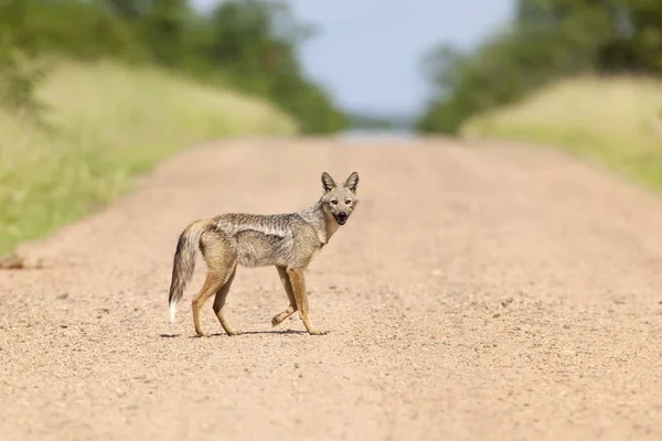 Chacal Listrado na Estrada 