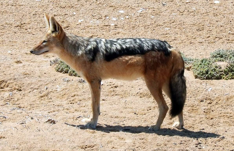 Chacal de Perfil