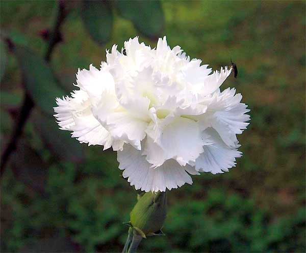 Cravo Branco