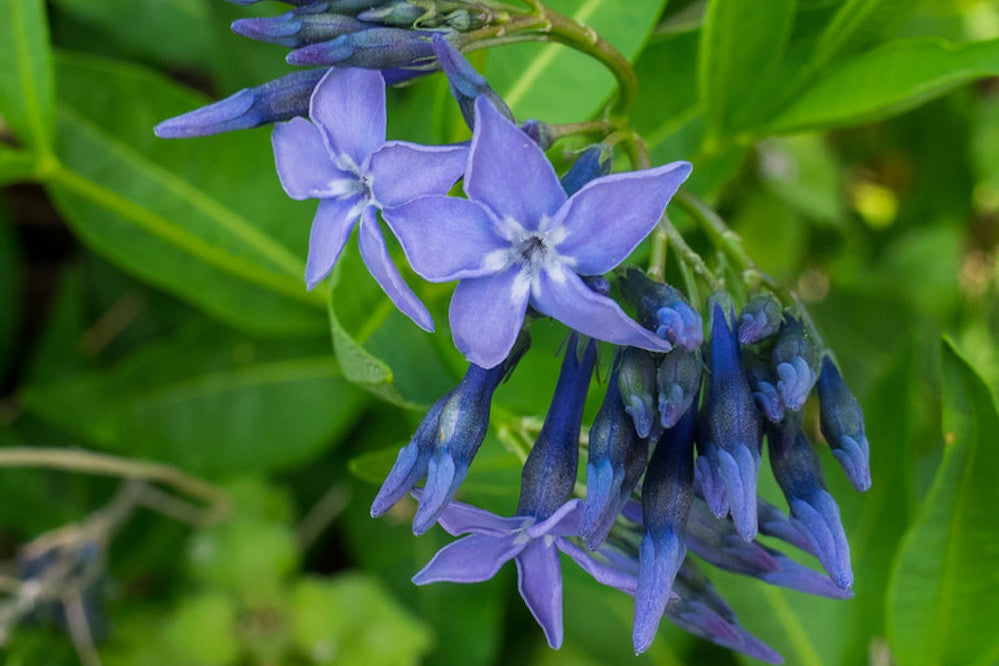 Estrela Azul 