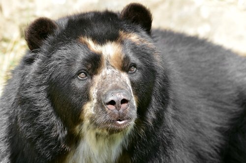 Face do Urso de Óculos