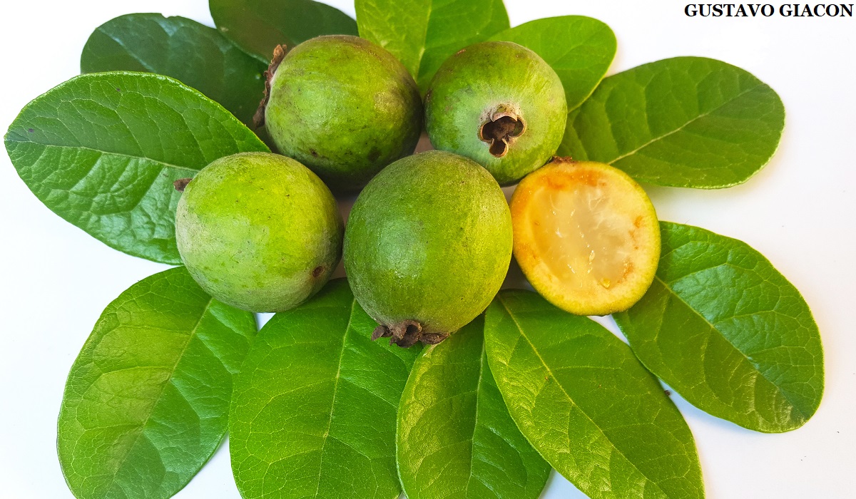 Feijoa 