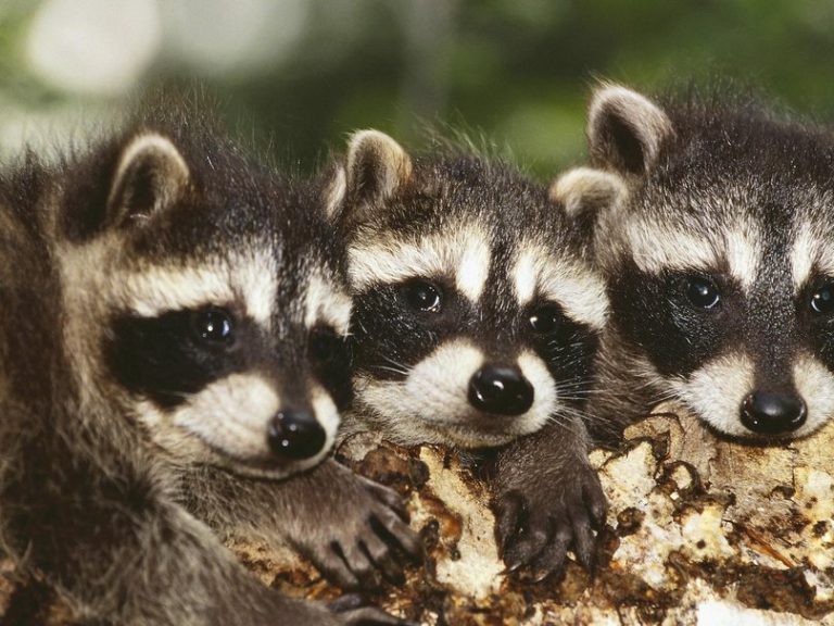 Tudo Sobre o Guaxinim: Características, Nome Cientifico e Fotos | Mundo ...