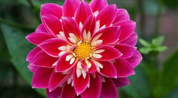 Qual a Flor Mais Rara e Linda do Mundo?