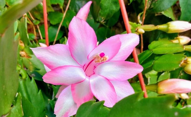 Flor de Maio Rosa 