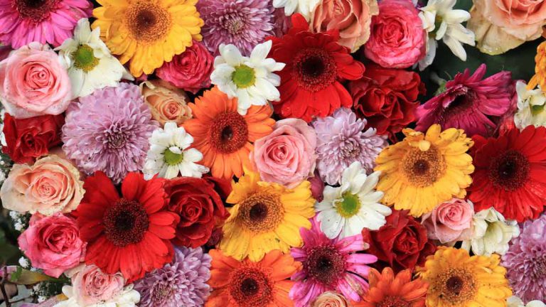 Flores Diversas Coloridas