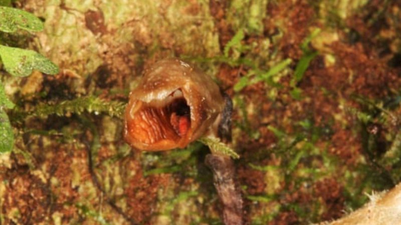 Gastrodia Agnicellus