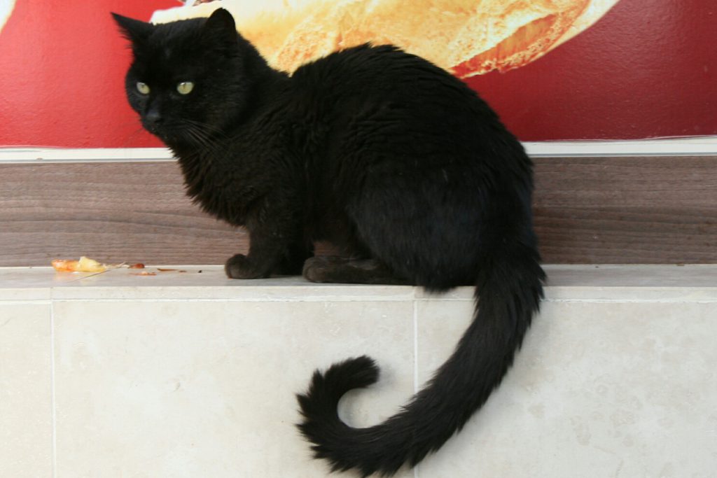 Gato Preto Doméstico 