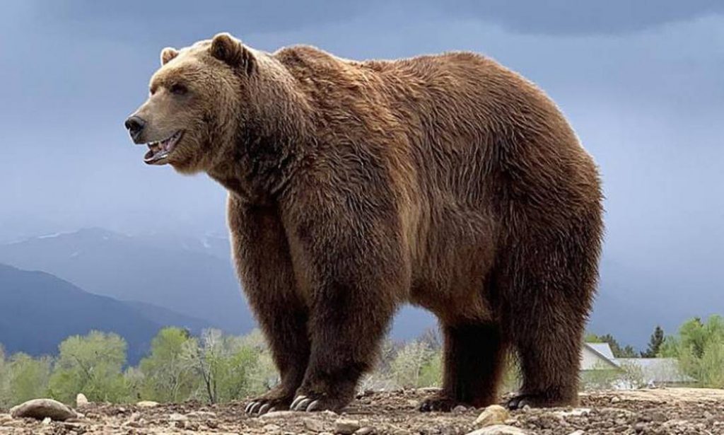 Grande Urso na Natureza