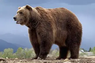 Grande Urso na Natureza