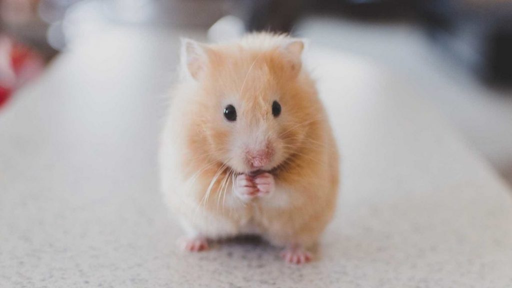 Hamster Fofo 