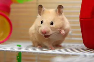 Hamster Sorrindo