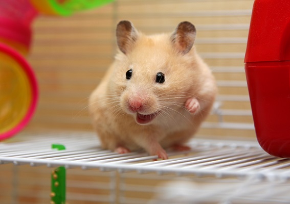 Hamster Sorrindo 