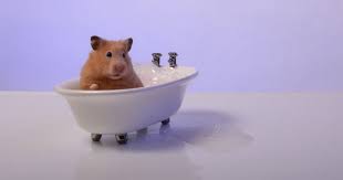 Hamster na Banheira 