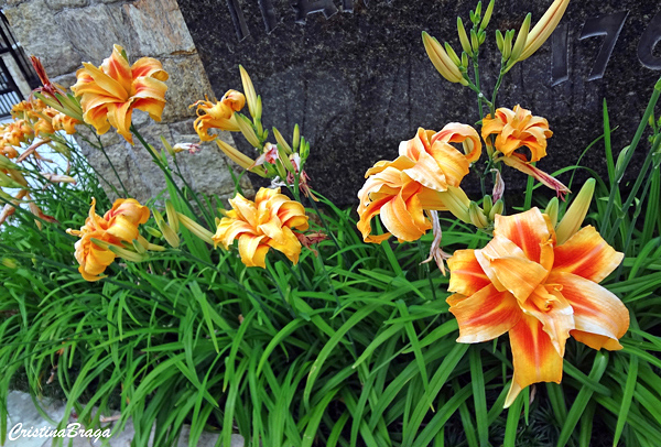 Hemerocallis Lírio de Um Dia 