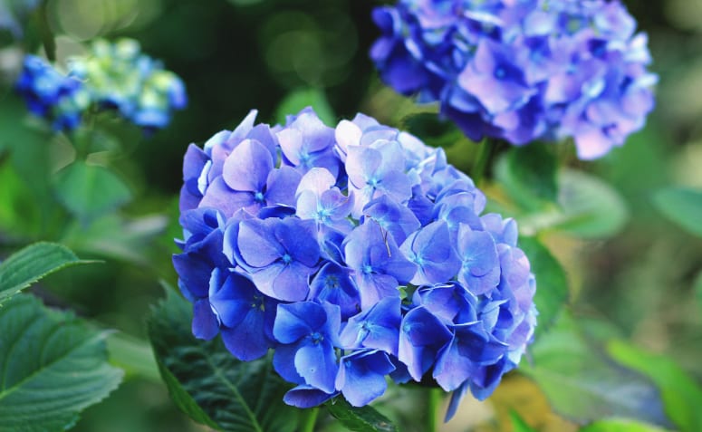 Hortênsias Azuis