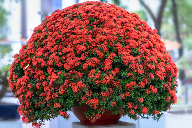 Ixora Chinesa Vermelha Florida 