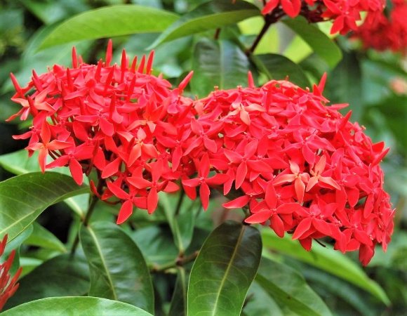 Ixora Chinesa Vermelha 