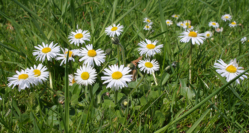 Jardim de Margaridas 