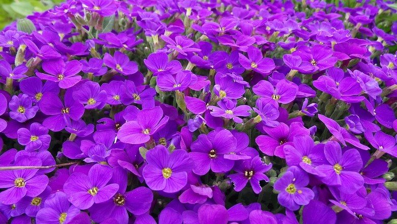Jardim de Violetas