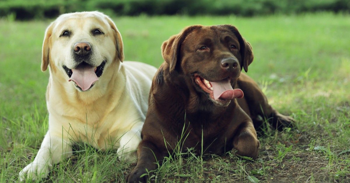 Quais as Raças de Cachorro Mais Carinhosas?