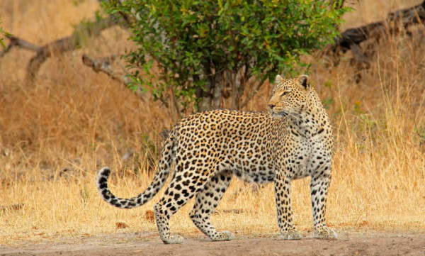 Leopardo na Natureza 