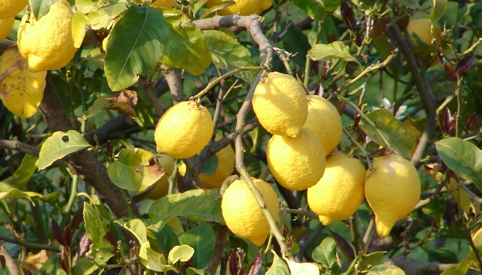 Limoeiro