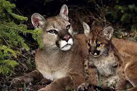 Mãe e Filhote de Puma 
