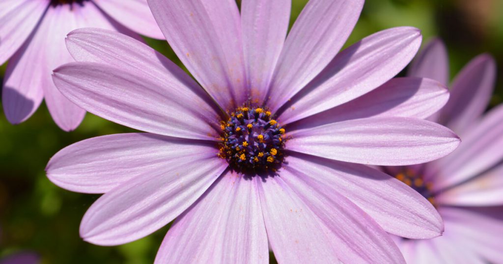 Margarida Cor de Rosa 