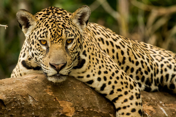 Onça Pintada na Natureza 