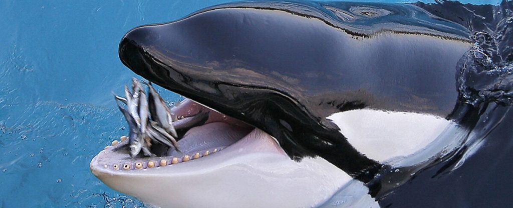 Orca Com Peixes na Boca