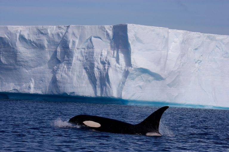 Orca no Mar Gelado