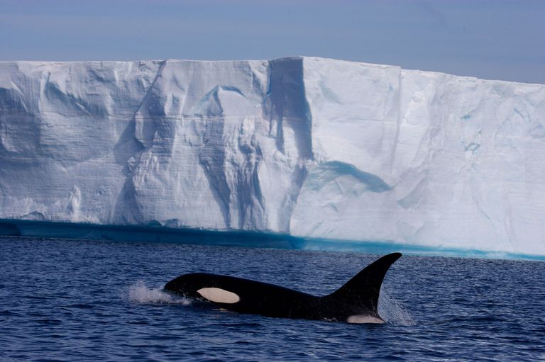 Orca no Mar Gelado 