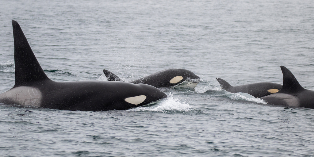 Orcas na Superfície