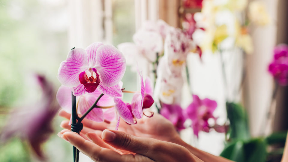 Orquídea Cor de Rosa 